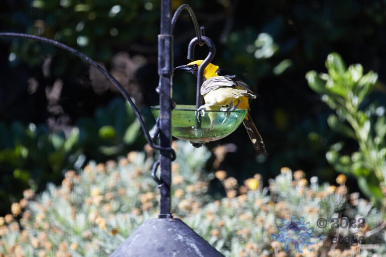 Hooded Oriole