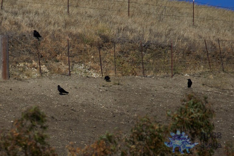 Ravens