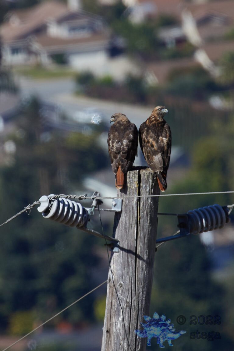 Red-Tailed Hawks