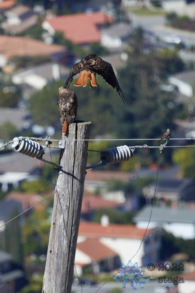 Red-Tailed Hawks