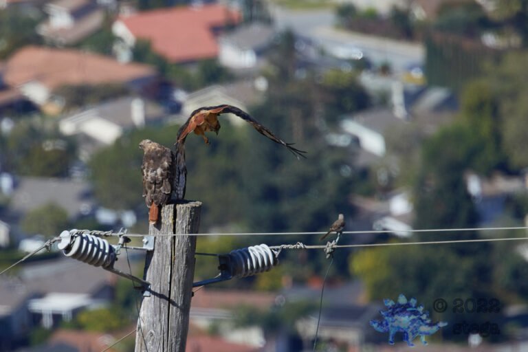 Red-Tailed Hawks
