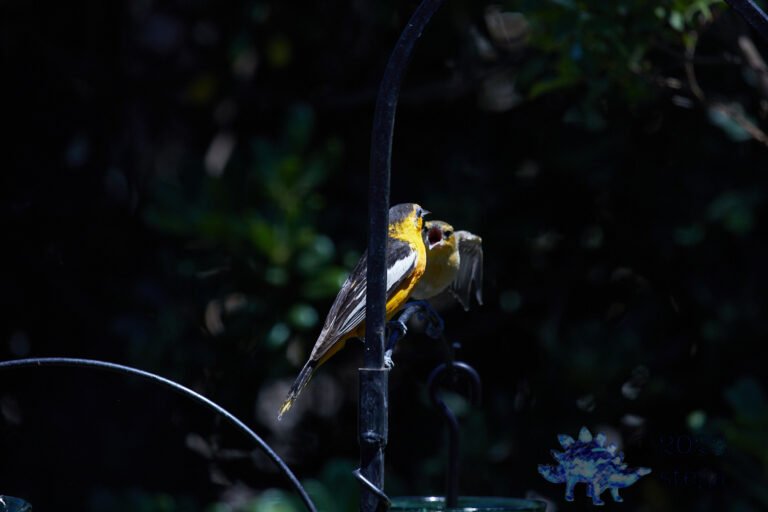 Bullock’s Oriole