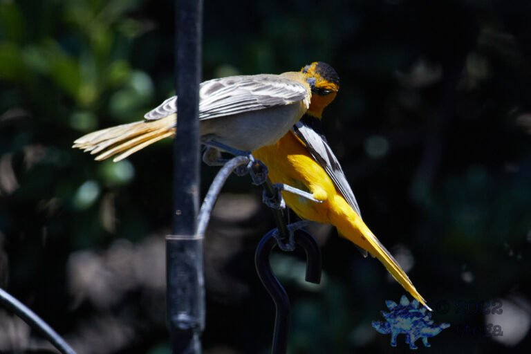 Bullock’s Oriole