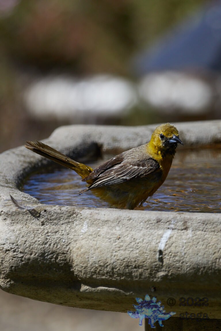 Hooded Oriole