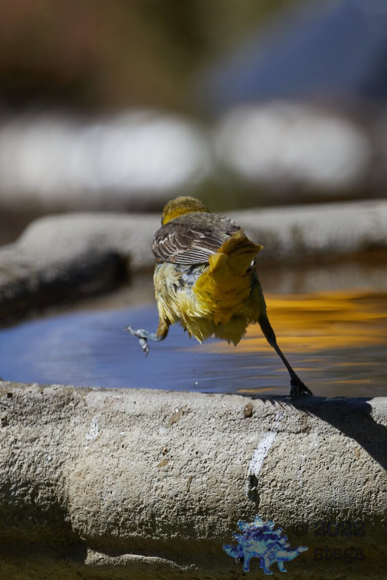 Hooded Oriole