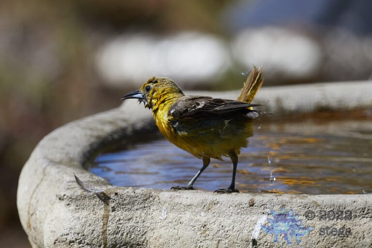 Hooded Oriole