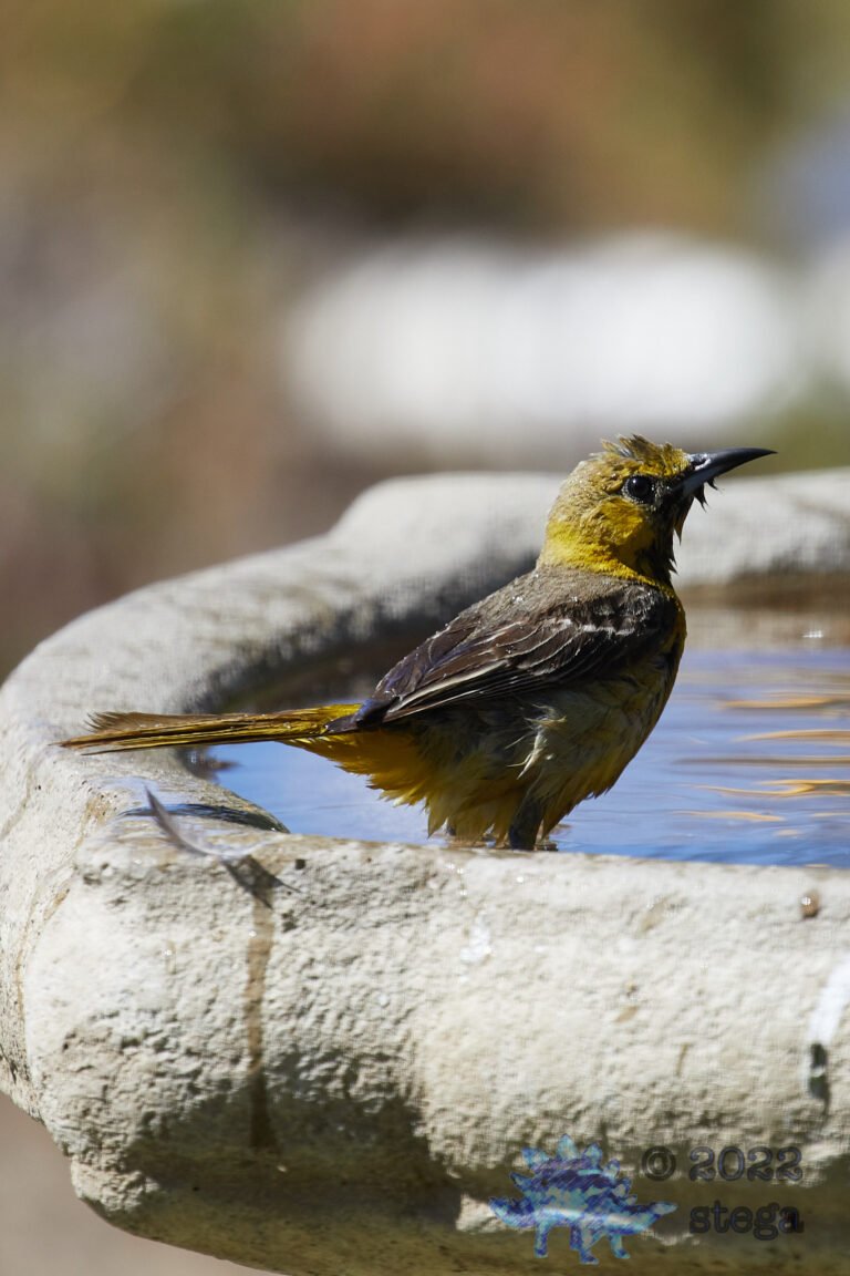 Hooded Oriole