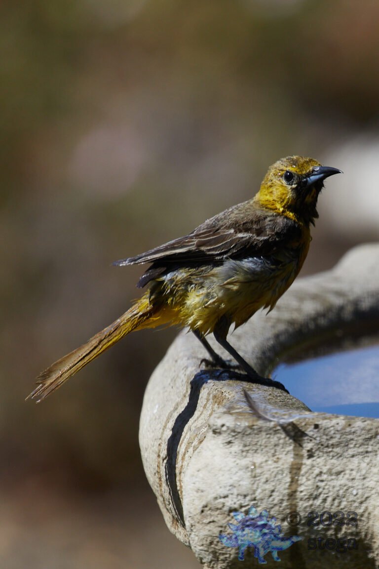 Hooded Oriole