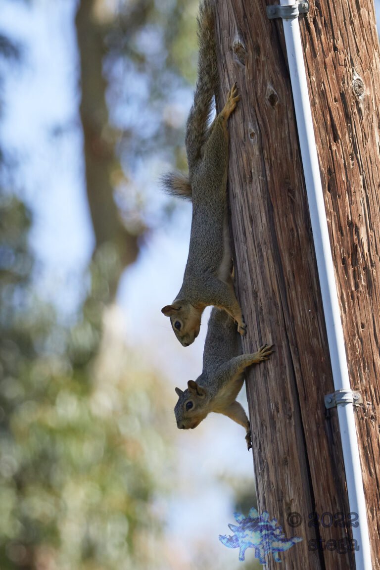 Fox Squirrel
