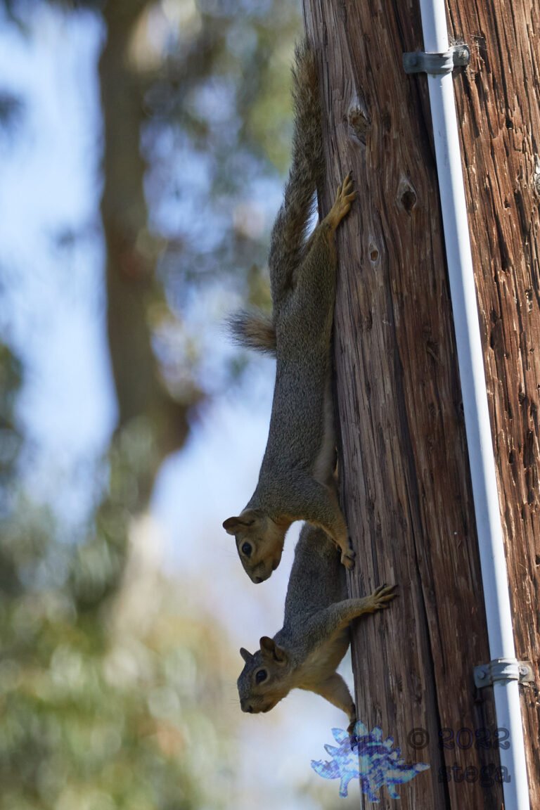 Fox Squirrel