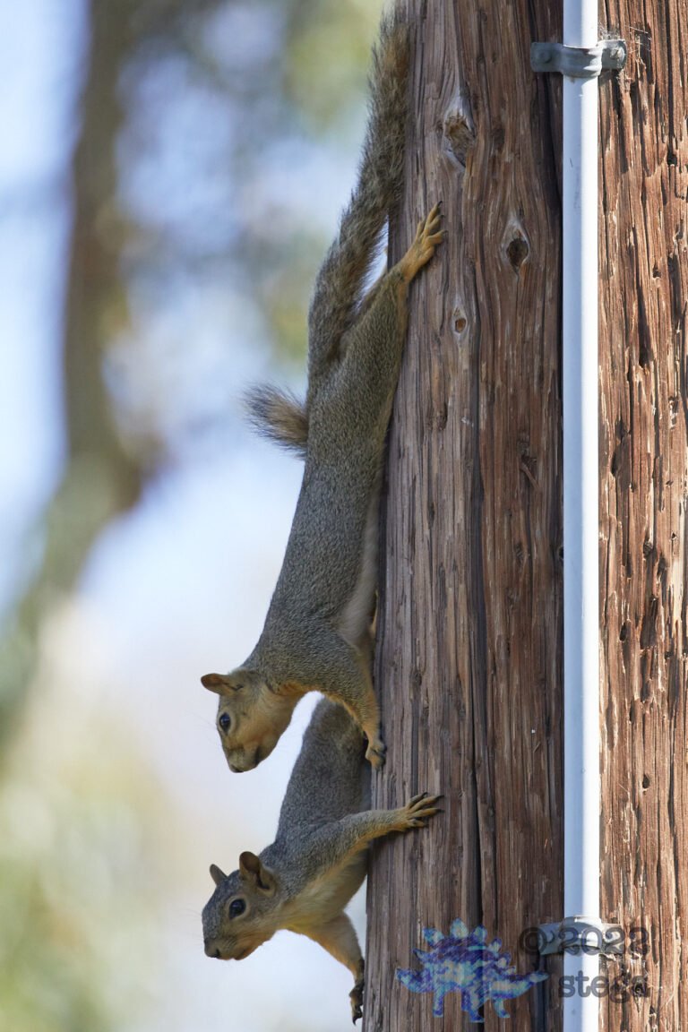 Fox Squirrel