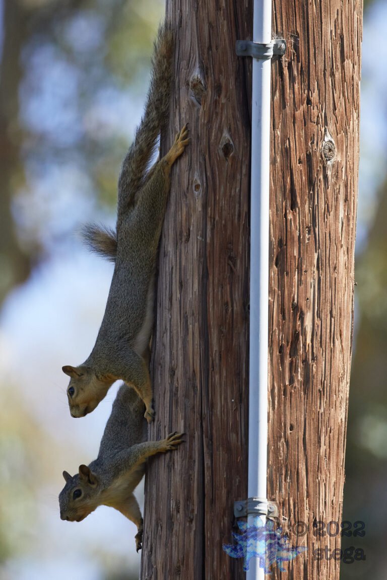 Fox Squirrel