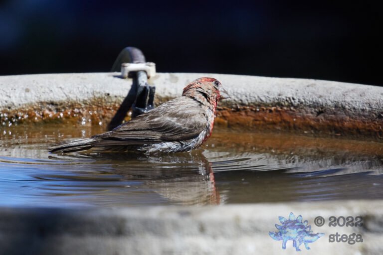 House Finch