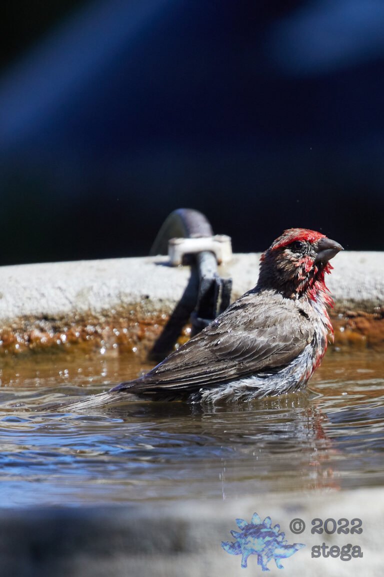 House Finch