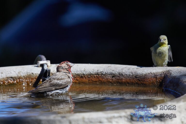 Finches
