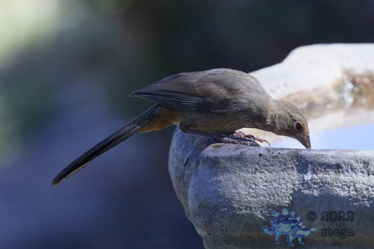 California Towhee