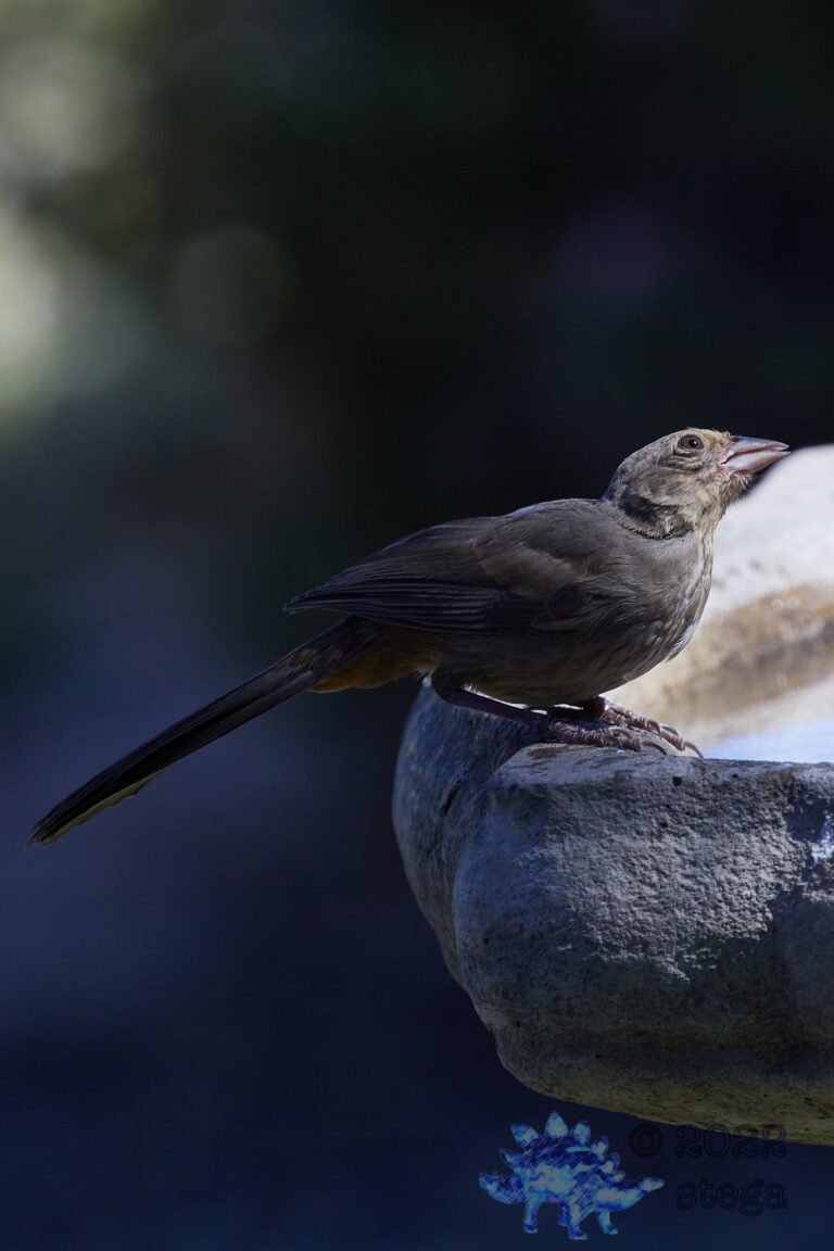 California Towhee