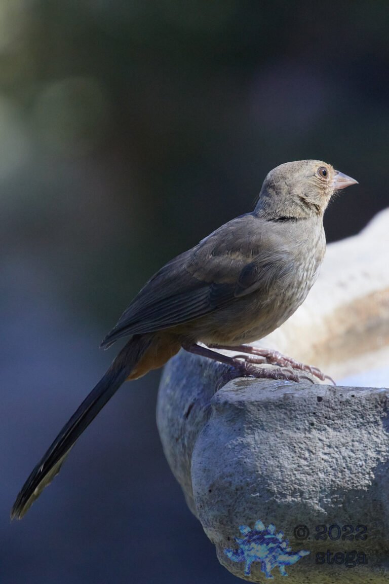 California Towhee