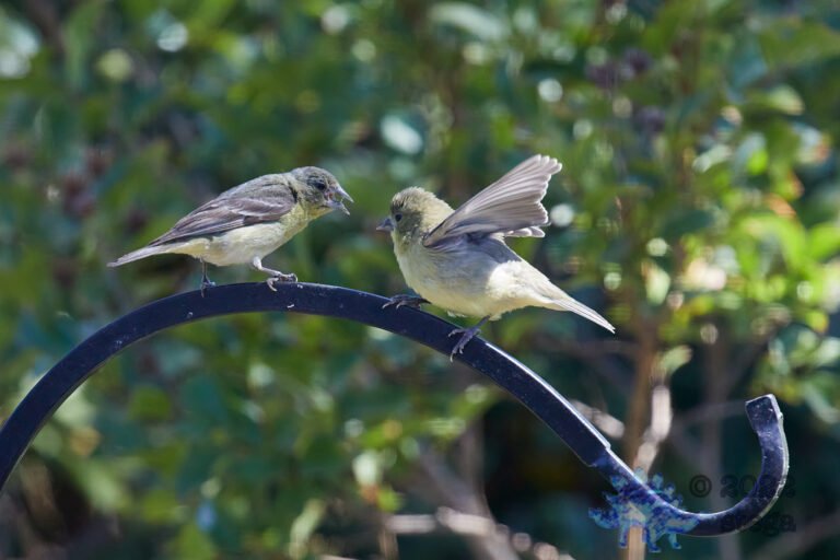 Lesser Goldfinches