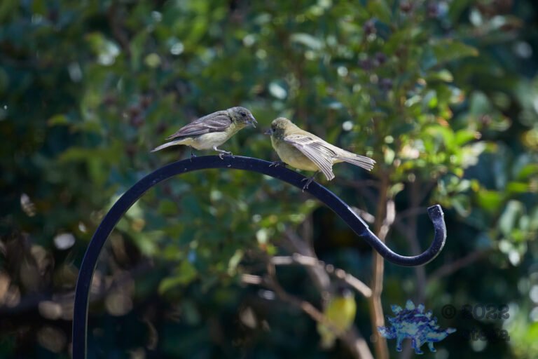 Lesser Goldfinch
