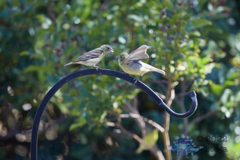 Lesser Goldfinch