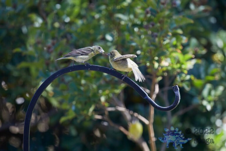 Lesser Goldfinch