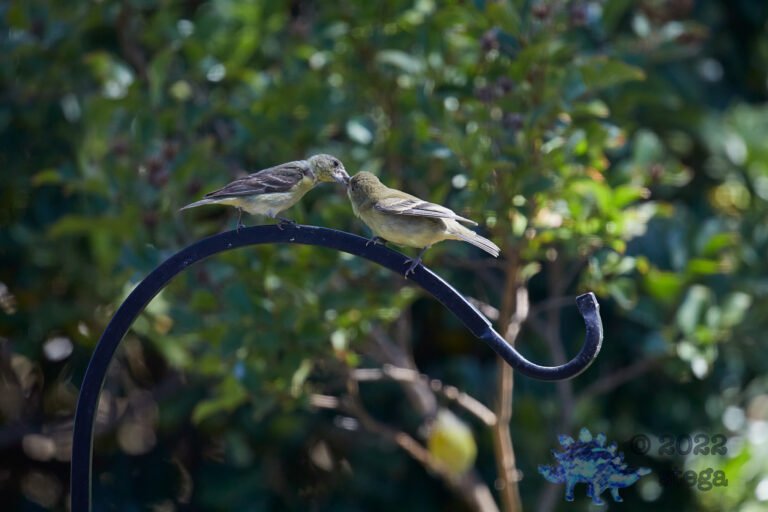 Lesser Goldfinch