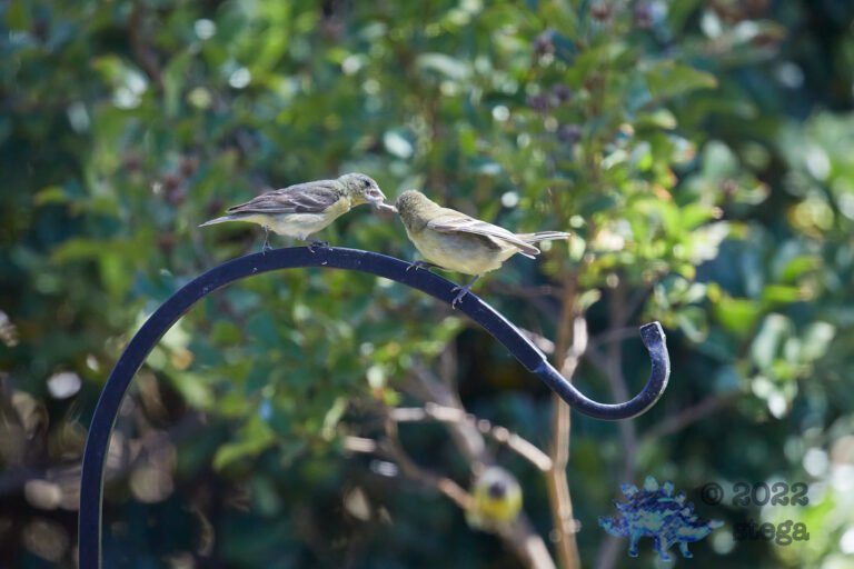 Lesser Goldfinch