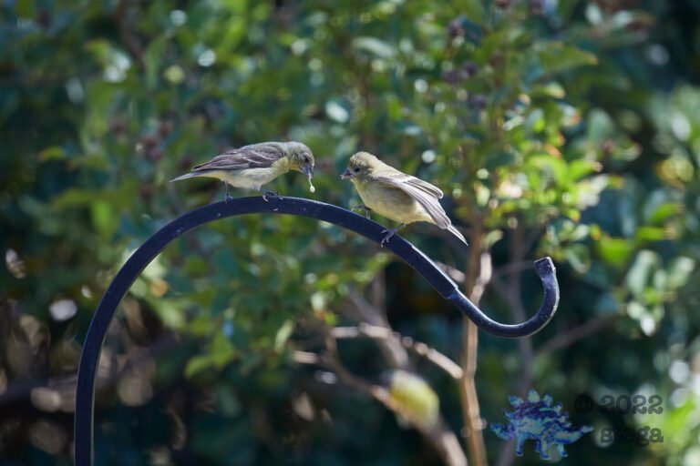 Lesser Goldfinch