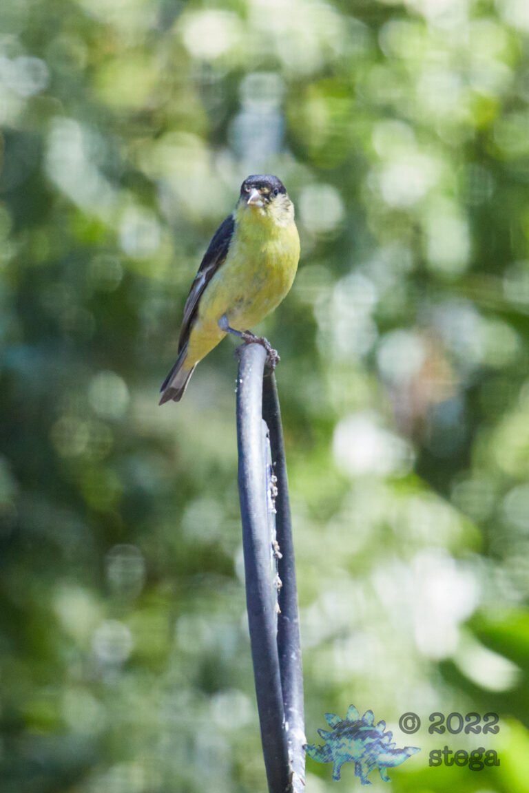 Lesser Goldfinch