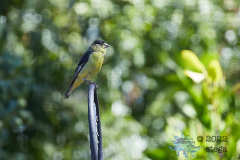 Lesser Goldfinch