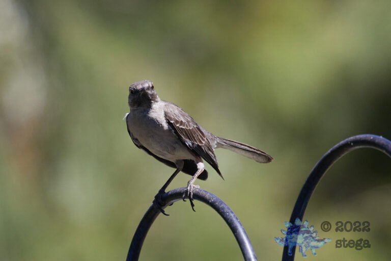 Northern Mockingbird