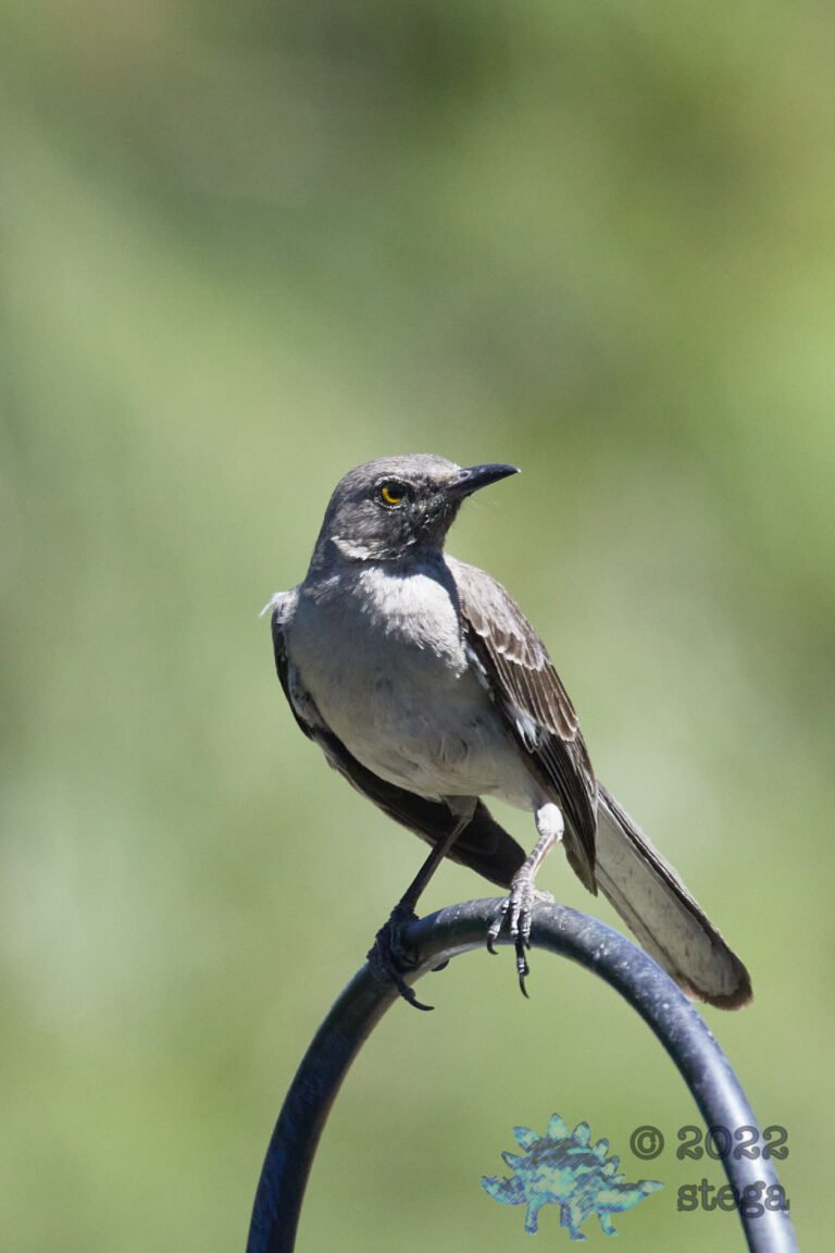 Northern Mockingbird