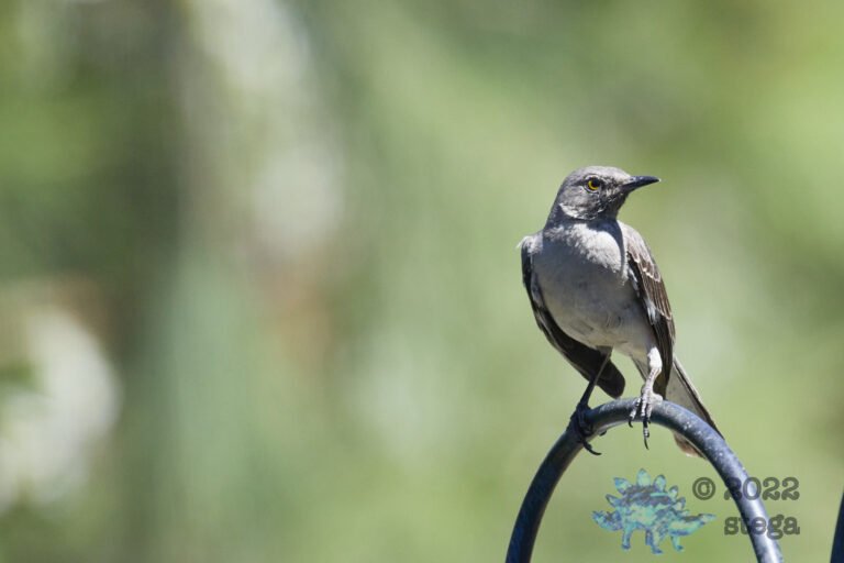 Northern Mockingbird