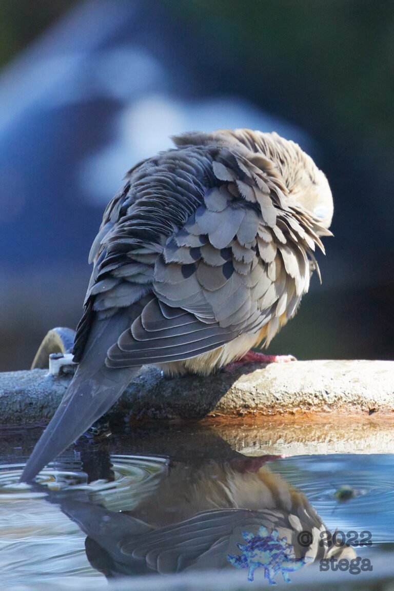 Mourning Dove