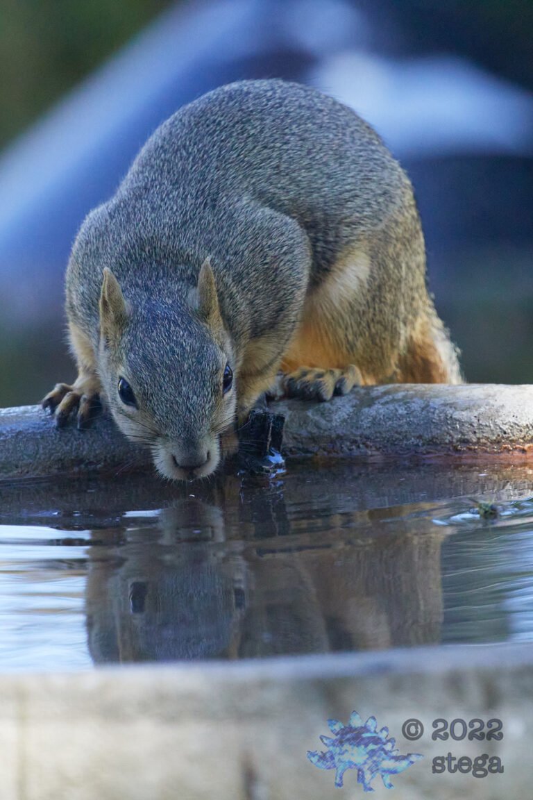 Fox Squirrel