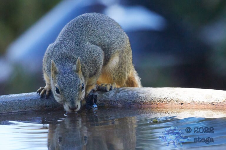 Fox Squirrel