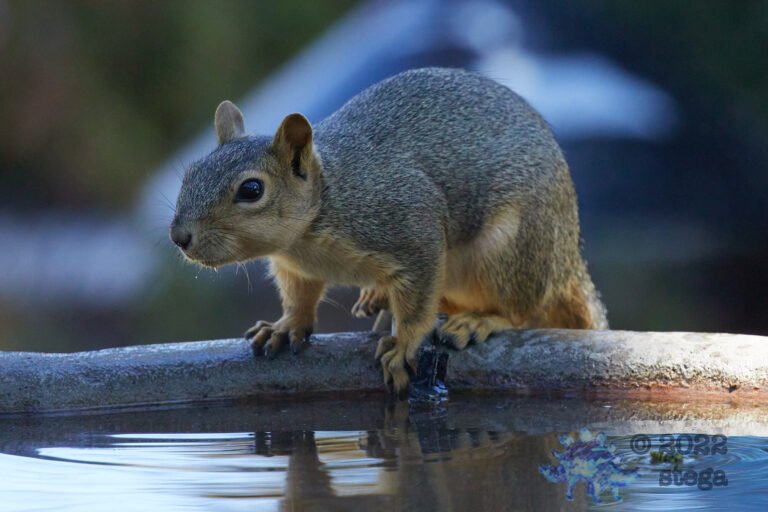 Fox Squirrel