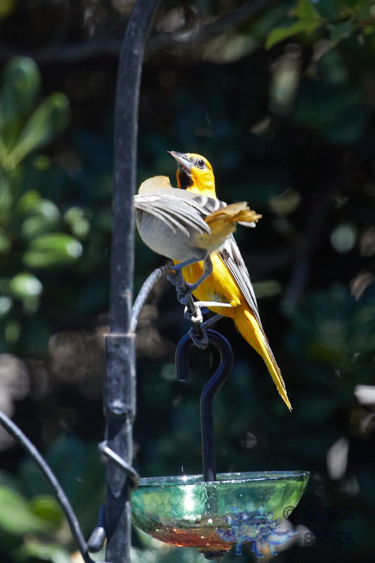 Hooded Oriole