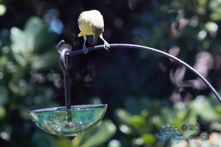 Hooded Oriole