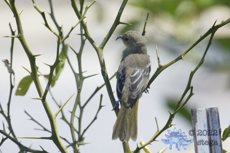 Bullock’s Oriole