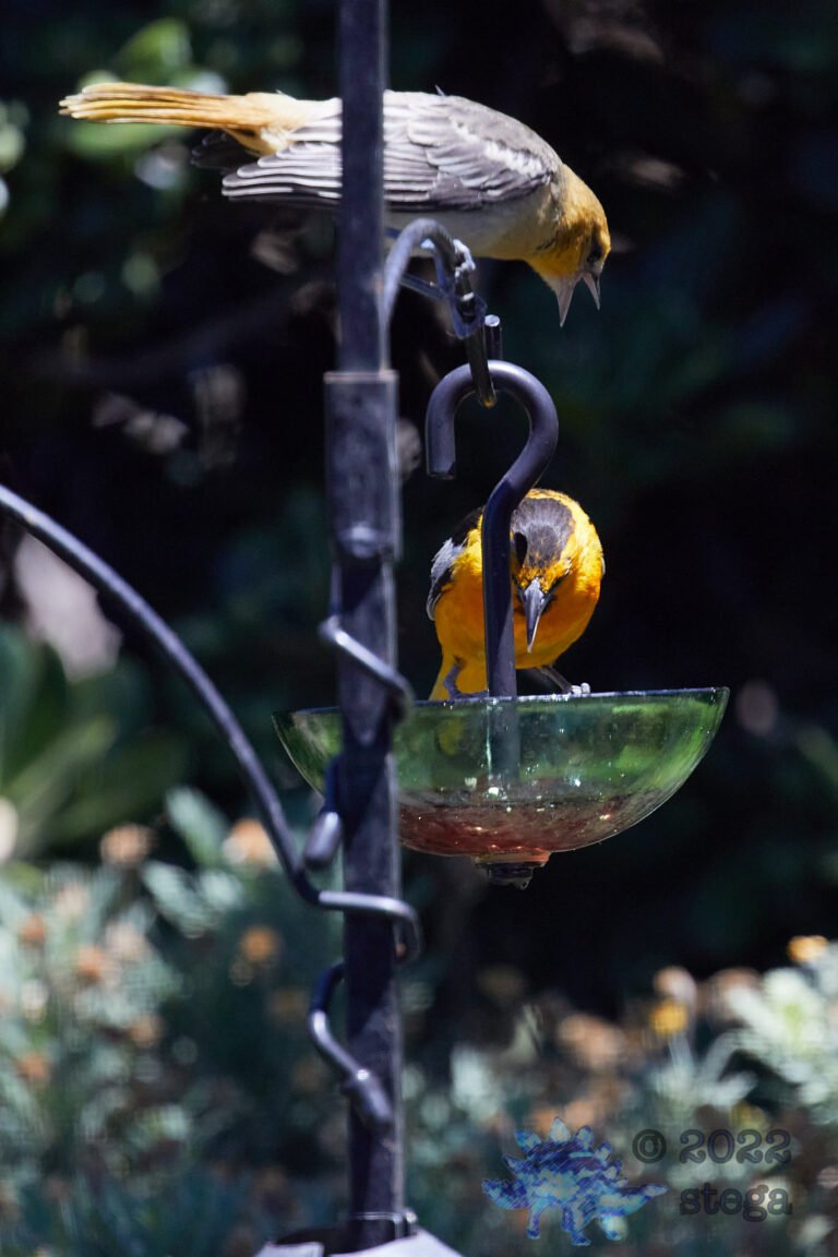 Bullock’s Oriole