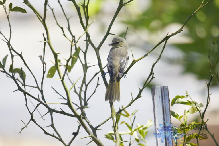 Bullock’s Oriole