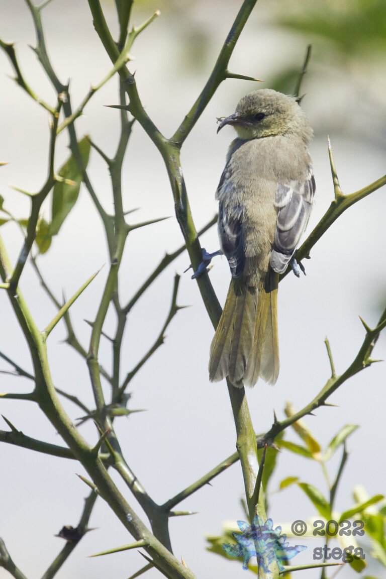 Bullock’s Oriole