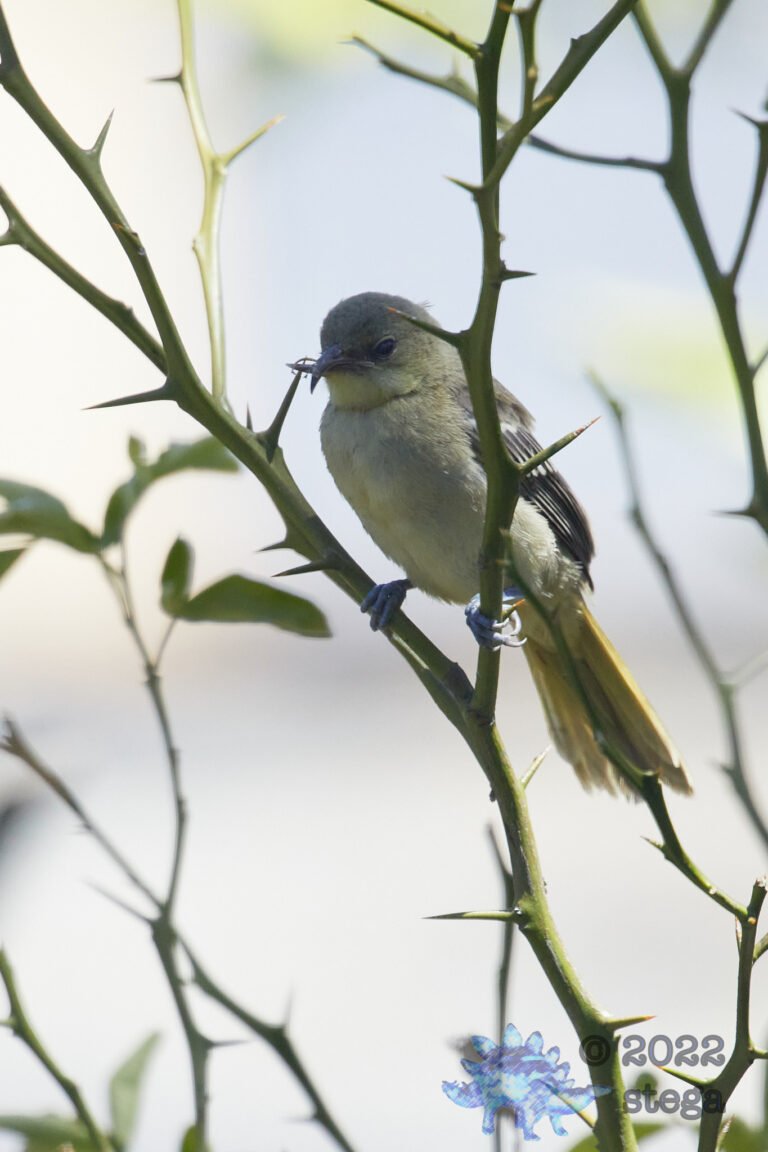Bullock’s Oriole