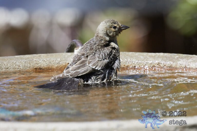 California Towhee