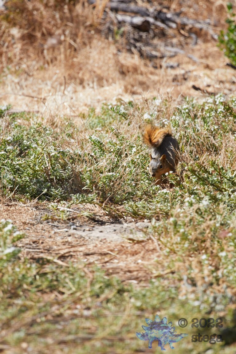 Fox Squirrel