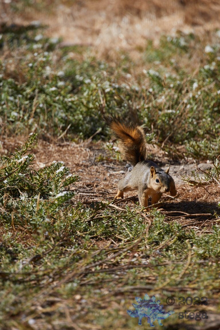 Fox Squirrel
