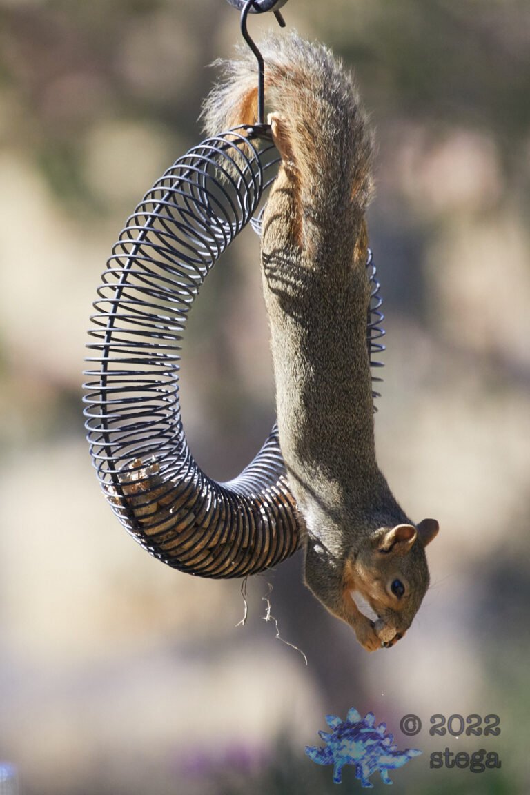 Fox Squirrel
