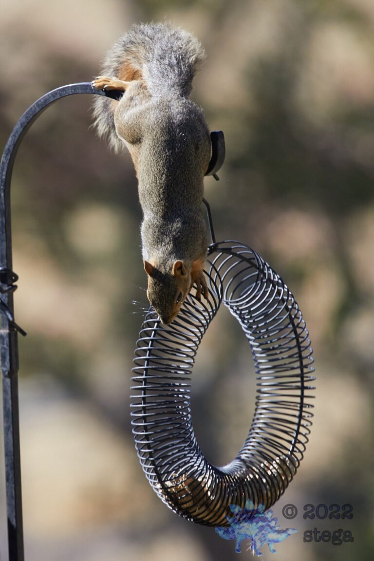 Fox Squirrel